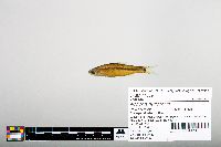 Notropis hudsonius image
