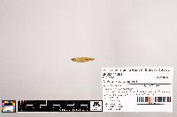 Notropis stramineus image