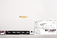 Notropis volucellus image