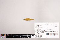 Notropis stramineus image