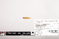 Notropis volucellus image