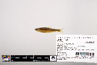 Notropis leuciodus image