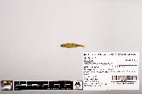Notropis micropteryx image