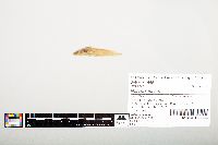 Noturus flavus image