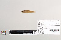 Salmo trutta image
