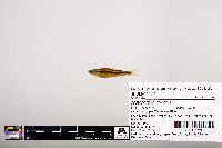 Notropis leuciodus image
