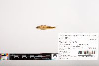 Notropis volucellus image