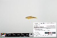 Notropis chiliticus image
