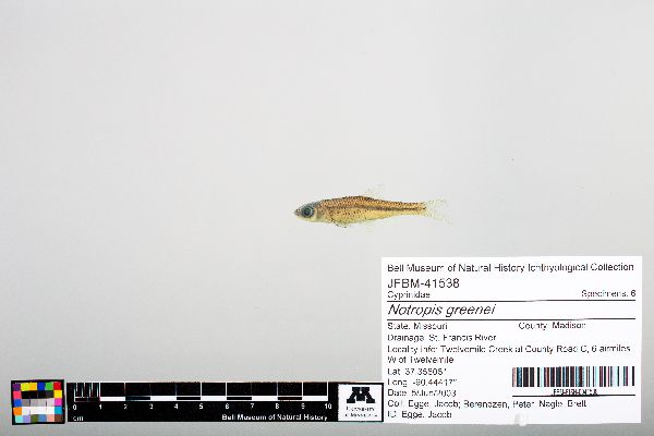 Notropis greenei image