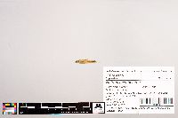 Image of Notropis scabriceps