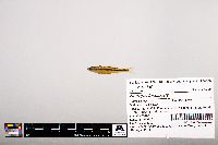 Notropis leuciodus image