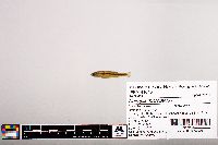 Notropis micropteryx image