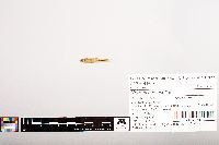 Notropis volucellus image