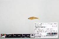 Notropis chiliticus image