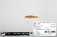 Notropis greenei image