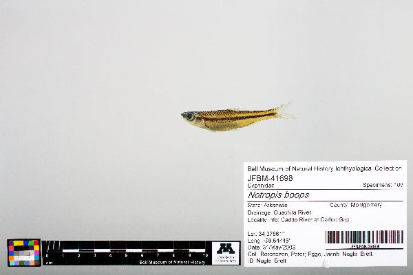 Notropis boops image
