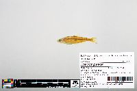 Notropis greenei image