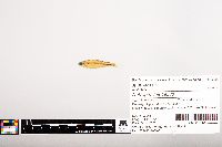 Notropis volucellus image
