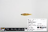 Notropis boops image