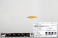 Notropis chiliticus image