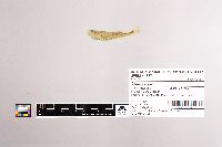 Cottus ricei image