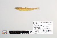 Osmerus mordax image