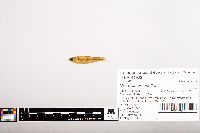 Notropis volucellus image