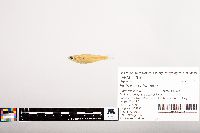 Notropis volucellus image