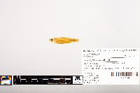 Notropis volucellus image