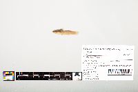 Noturus flavus image