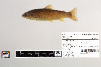 Salmo trutta image