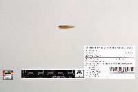 Salmo trutta image