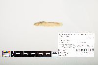 Noturus flavus image