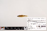 Image of Notropis telescopus