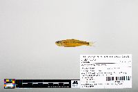 Notropis hudsonius image