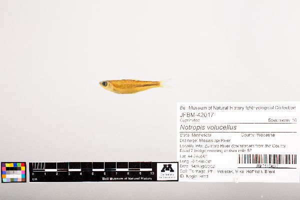 Notropis volucellus image