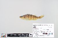 Image of Perca flavescens