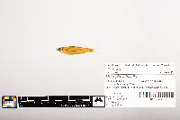 Notropis volucellus image