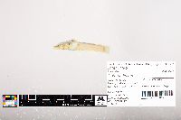 Noturus flavus image