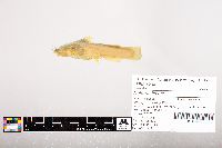 Noturus flavus image
