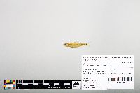 Notropis hudsonius image