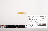 Notropis volucellus image
