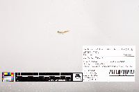 Noturus flavus image