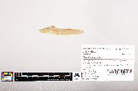 Noturus flavus image