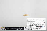 Notropis boops image