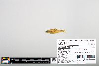 Notropis boops image