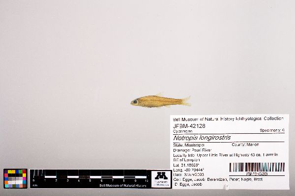 Notropis longirostris image