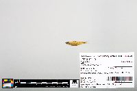 Notropis boops image