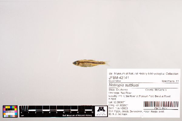 Notropis suttkusi image