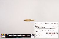 Image of Notropis suttkusi